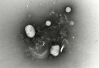 Parapoxvirus